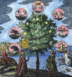 Arbre Mylius